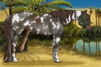 Horse Color:White Spotted Liver Chestnut 
