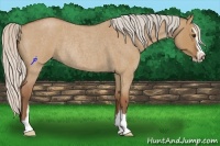 Horse Color:Silver Bay Roan Dun Sabino Rabicano 