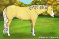 Horse Color:Gold Cream Champagne Roan Dun Splash 