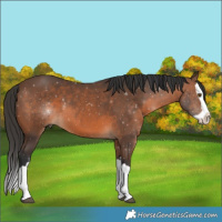 Horse Color:Brown Splash