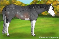 Horse Color:Brown Splash