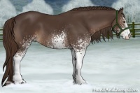 Horse Color:White Spotted Liver Chestnut 