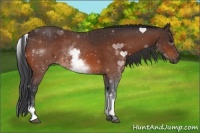Horse Color:White Spotted Bay 