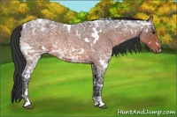 Horse Color:White Spotted Bay Ice Roan