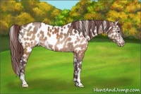 Horse Color:Chocolate Brown Appaloosa and Chocolate Brown Appaloosa