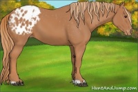 Horse Color:Chestnut Appaloosa