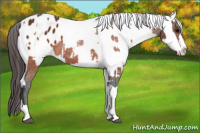 Horse Color:Brown Appaloosa  and Gray Brown Appaloosa 