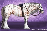 Horse Color:Brown Appaloosa  and Brown Appaloosa 