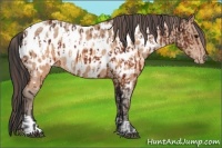 Horse Color:Brown Appaloosa  and Sable Champagne Appaloosa 