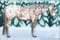 Horse Color:Brown Appaloosa  and Brown Appaloosa 