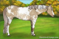 Horse Color:White Spotted Chocolate Palomino Dun Rabicano