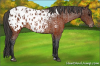 Horse Color:Brown Appaloosa  and Gray Brown Appaloosa 
