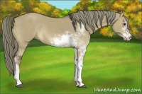 Horse Color:Liver Red Dun Sabino Rabicano 