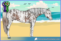 Horse Color:White Spotted Liver Chestnut and Brown Blanket
