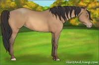 Horse Color:Amber Champagne Rabicano 