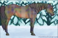 Horse Color:Nacre Buckskin 