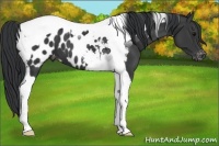 Horse Color:Black Tobiano Appaloosa