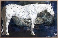Horse Color:Smoky Grullo Splash Appaloosa Rabicano 