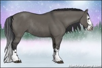 Horse Color:Grullo Sabino Splash Rabicano