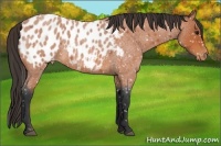 Horse Color:Bay Roan Near Leopard 
