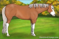 Horse Color:Silver Bay Splash 