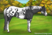 Horse Color:White Spotted Black Splash Tobiano Frame Appaloosa 