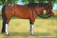 Horse Color:Brown Appaloosa and Brown