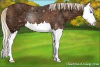 Horse Color:Chestnut Ice Splash 