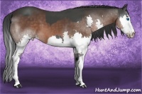 Horse Color:Black Splash and Brown Splash