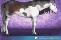 Horse Color:Black Mushroom Splash  and Brown Mushroom Splash 