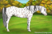 Horse Color:Bay Ice Roan Leopard Rabicano 