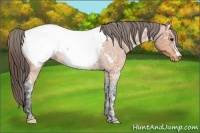 Horse Color:Bay Ice Roan Appaloosa Rabicano 