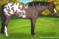 Horse Color:Bay Roan Appaloosa 