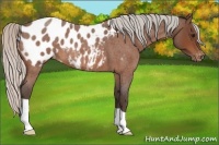 Horse Color:Silver Bay Roan Near Leopard 