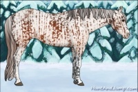 Horse Color:Brown Appaloosa  and Sable Champagne Appaloosa 