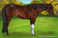 Horse Color:Brown Ice Rabicano 