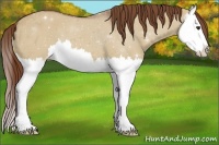 Horse Color:Red Dun Splash Appaloosa 
