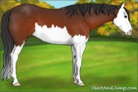 Horse Color:Brown Splash 
