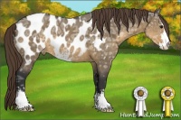 Horse Color:Buckskin Ice Dun Sabino Appaloosa and Palomino Pearl Dun Splash Tobiano Rabicano