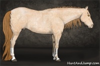 Horse Color:Bay Ice Pearl  and Bay Ice Pearl 