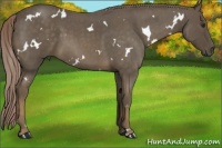 Horse Color:White Spotted Chocolate Palomino Roan 