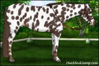 Horse Color:Liver Chestnut Appaloosa 