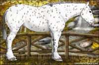 Horse Color:Bay Roan Appaloosa 