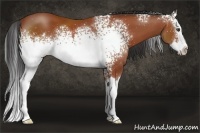 Horse Color:White Spotted Bay Splash 