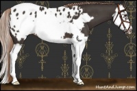 Horse Color:Liver Chestnut Splash Frame Appaloosa 
