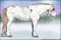 Horse Color:Liver Red Dun Sabino Rabicano