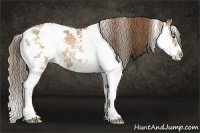 Horse Color:Brown Pearl Sabino