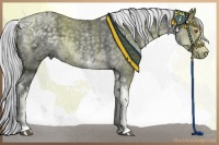 Horse Color:White Spotted Silver Black Chinchilla Ice Tobiano Rabicano