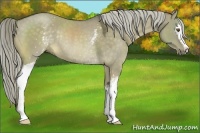 Horse Color:White Spotted Chocolate Palomino Dun Sabino Rabicano 
