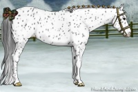 Horse Color:Black Appaloosa Rabicano 